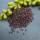 20gr.  Rocailles lila scrabee