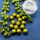 14 Glas-Wachsperlen Renaissanceperlen 12mm matt olivgrün